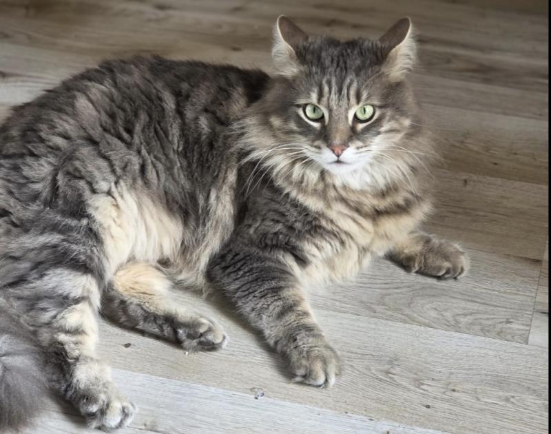 Cat Kovu missing (1)