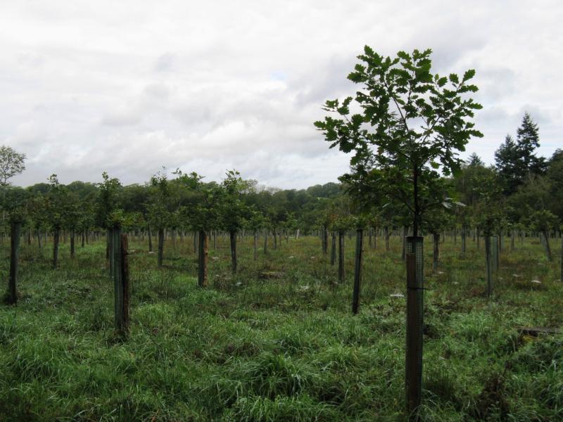 Government funding ensures continued expansion of the Plymouth and South Devon Community Forest (&copy; Copyright Dave Spicer Creative Commons Licence)