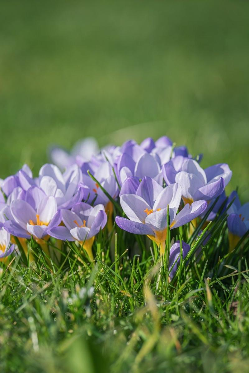 Gardening: The plot thickens this March