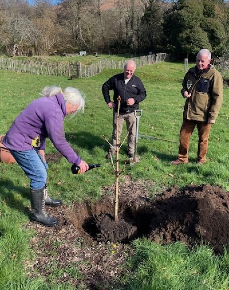 New horse chestnut tree planted in Widecombe-in-the-Moor