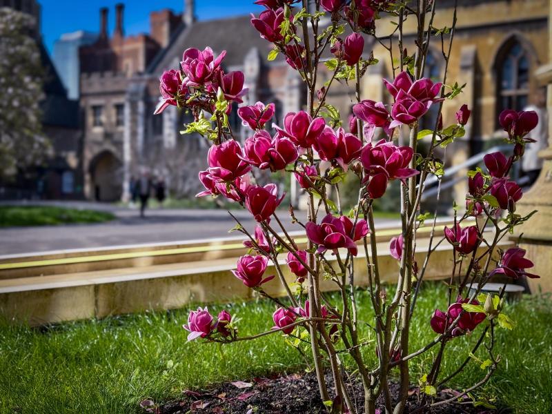 Magnolia planted by Archbishop Sarah at Lambeth Place