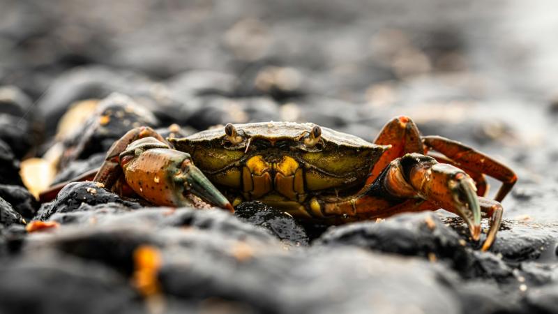 RSPCA issues Easter &lsquo;crabbing&rsquo; warning to North Devon holidaymakers