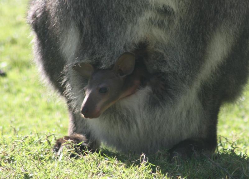 Exmoor Zoo baby wallaby pouch 1 crop