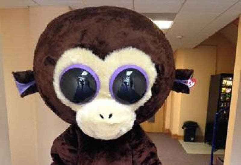 TY Beanie Boo Coconut the Monkey set to visit Barnstaple