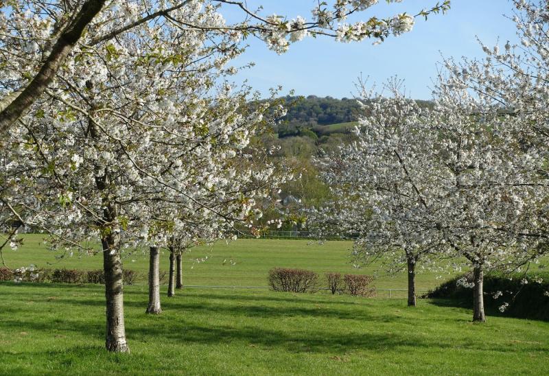 Coronation celebrations amongst North Devon&rsquo;s unique fruit trees with a royal connection