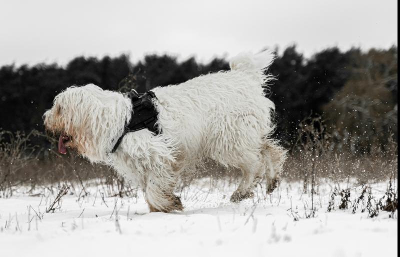 Dog in snow 