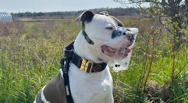 ndg XL Bully with muzzle