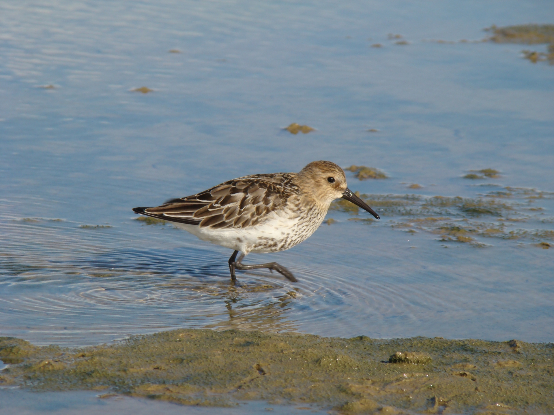 A dunlin sporting winter plumage on Northam Burrows. Credit: TDC
