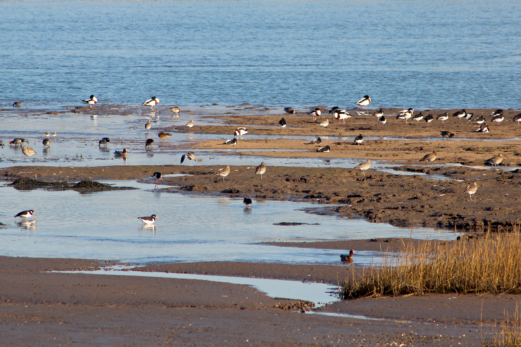Birds on the Skern at Northam Burrows. Credit: TDC