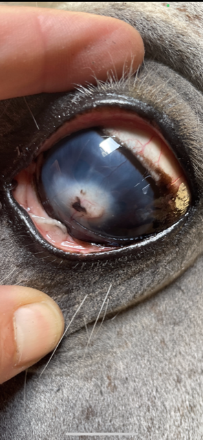 An untreated eye ulcer on a horse found at the property. Credit: RSPCA