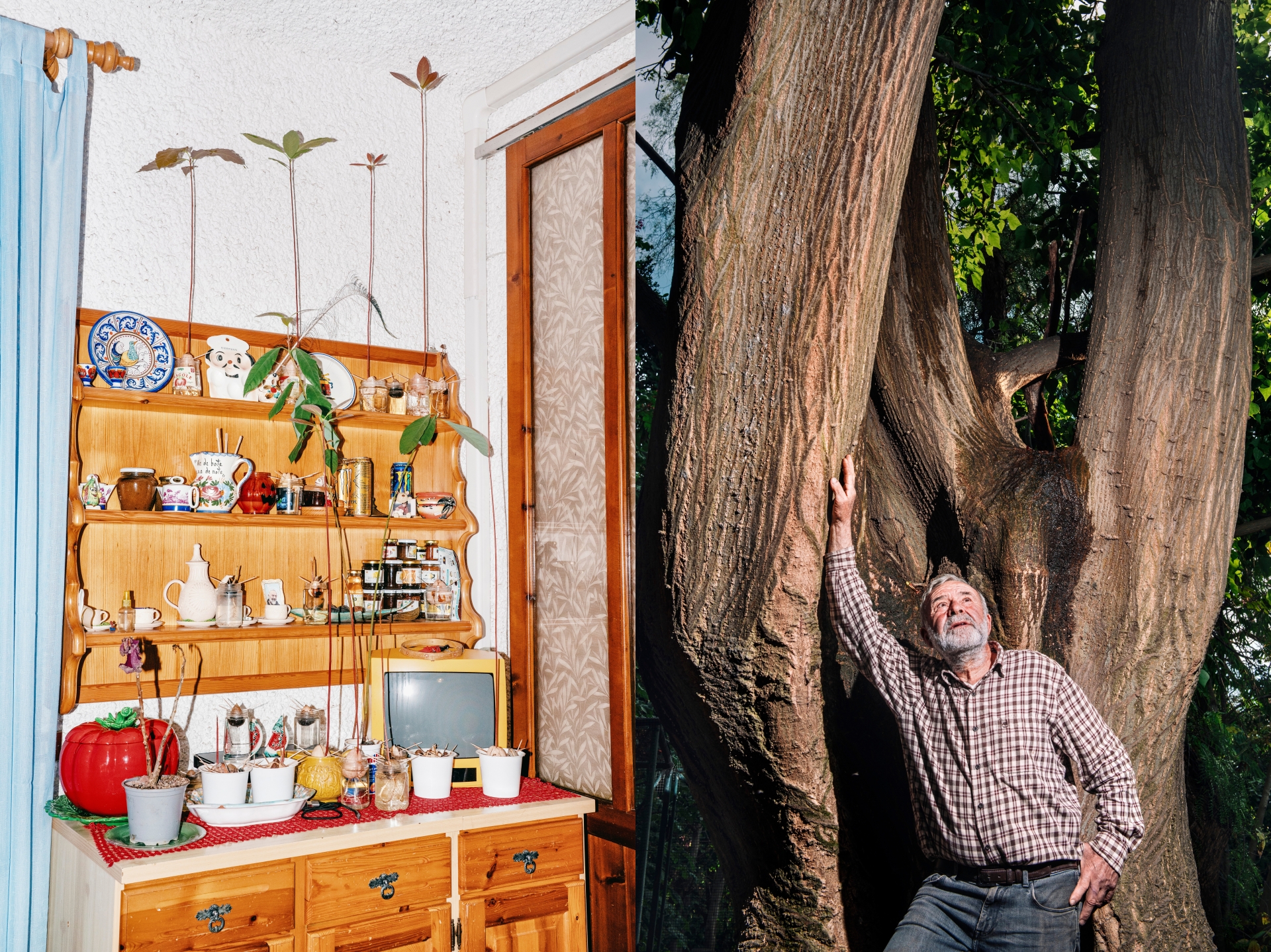 https://www.northdevongazette.co.uk/upload/2024_10_07/TJ_Watt,_Flores_Island_Cedar,_The_National_Trust_Attingham_Award-1728312077775.jpg