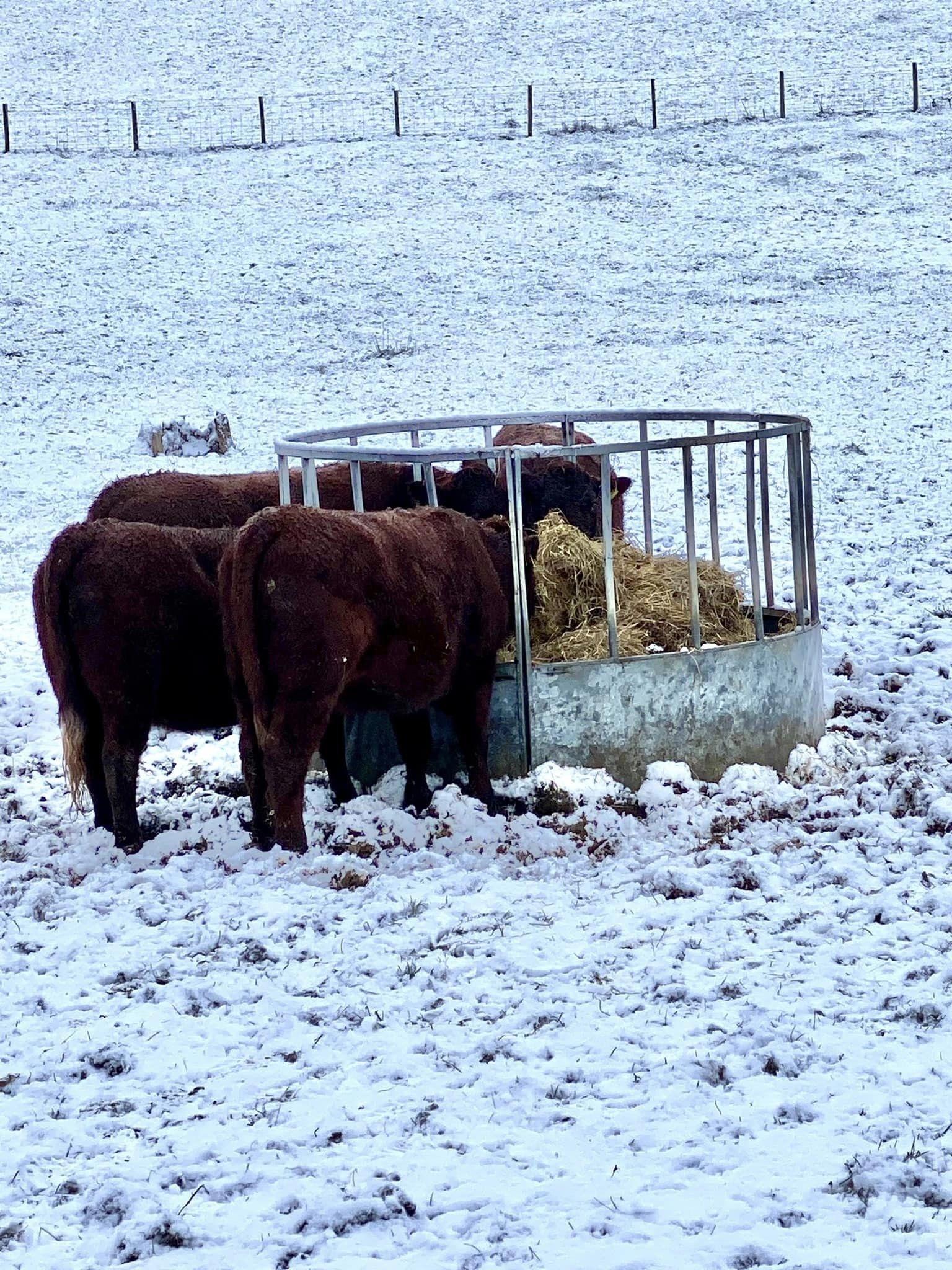 Shirwell saw plenty of snow. Credit: Margaret Gilbert